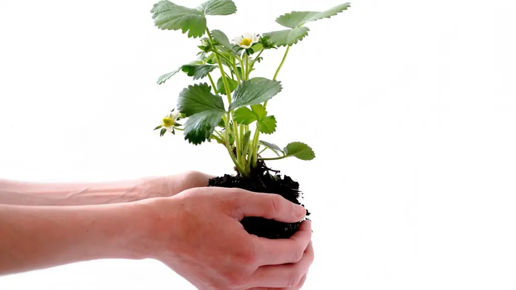 Which Of The Following Effect Is Responsible For Global Warming
