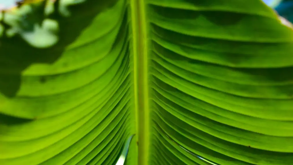 What Does Extinction Mean In Ecology Ecology Today what-does-extinction-mean-in-ecology-ecology-today