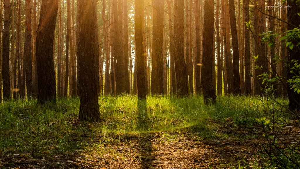 How Can Reforestation Help Reduce Global Warming
