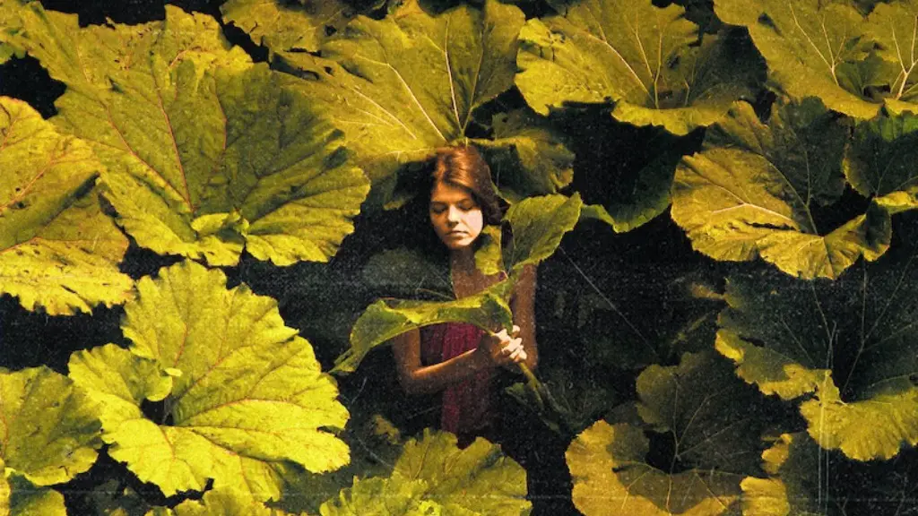 What is bet-hedging in ecology?