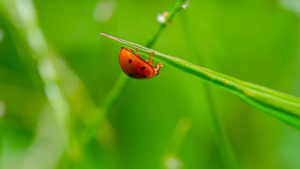 What does it mean to respond quickly to density ecology?