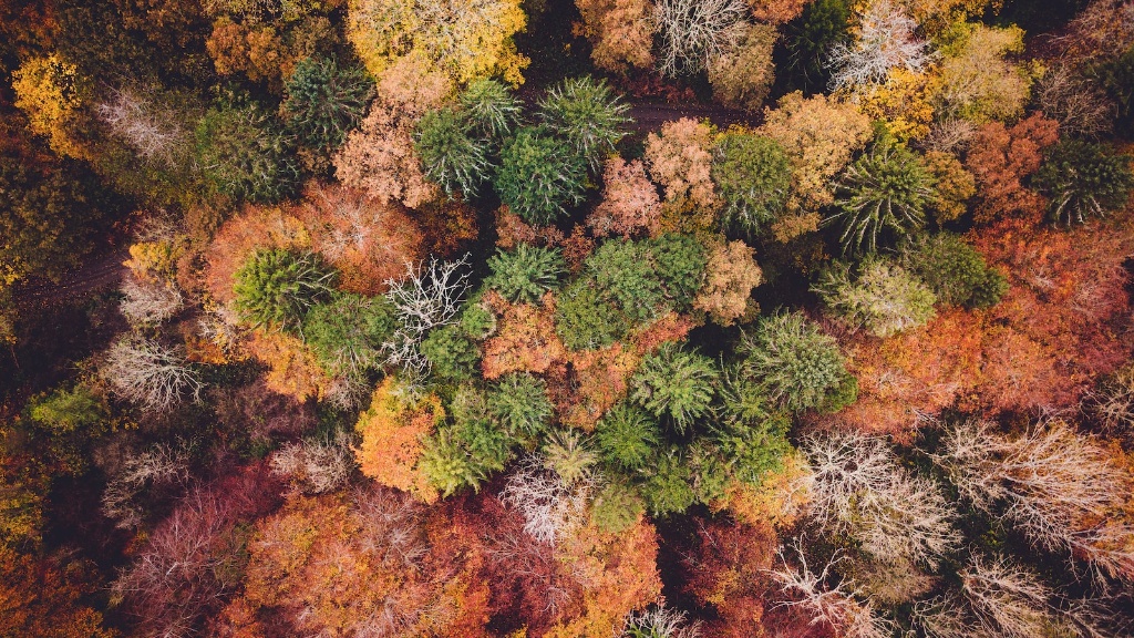 How Does Global Warming Cause Coral Bleaching
