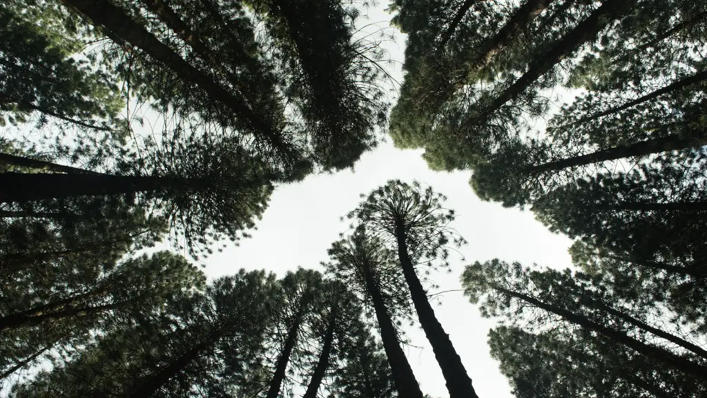 How to teach ecology?